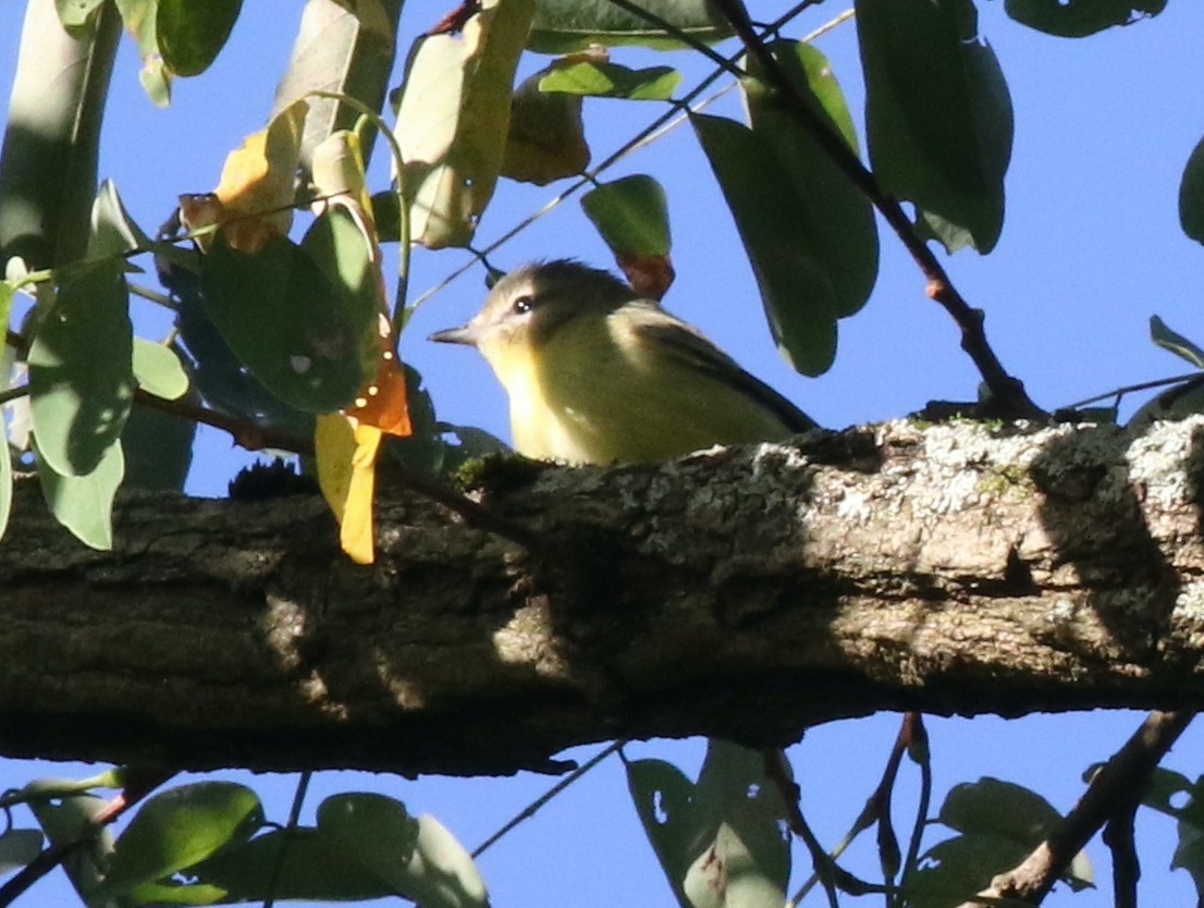 Philadelphia Vireo - ML642872635