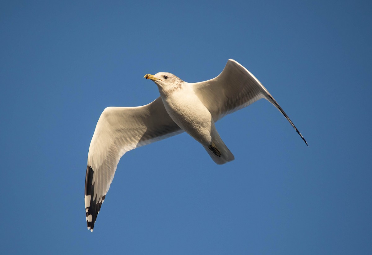 California Gull - ML642872636