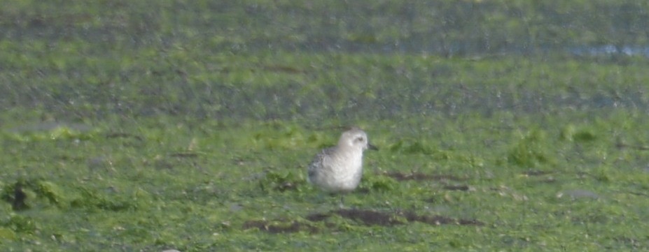 Black-bellied Plover - ML642872637