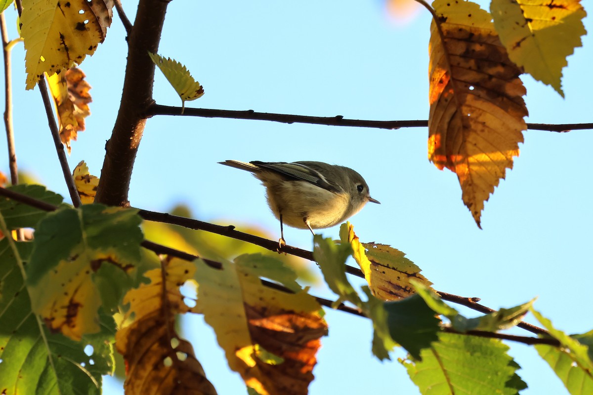 Ruby-crowned Kinglet - ML642872638