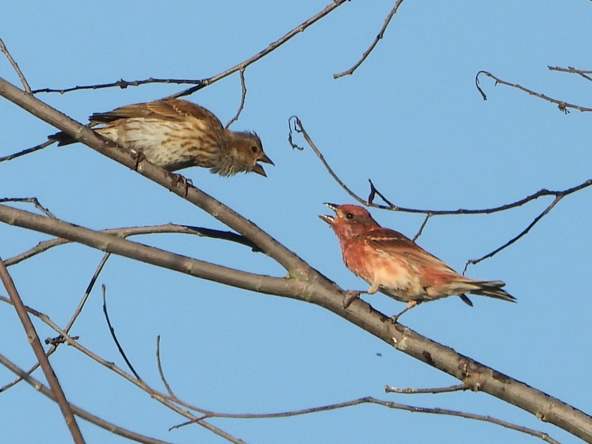 Purple Finch - ML642872640