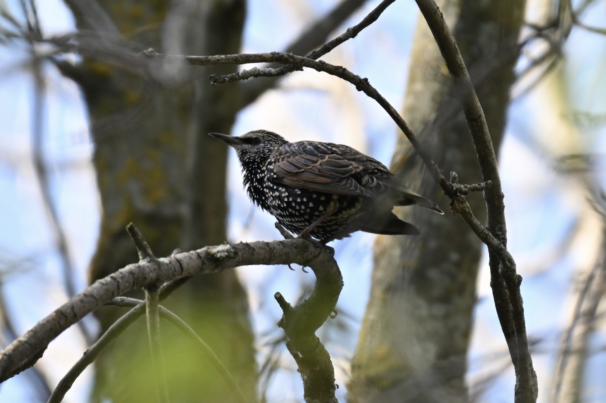 European Starling - ML642872642