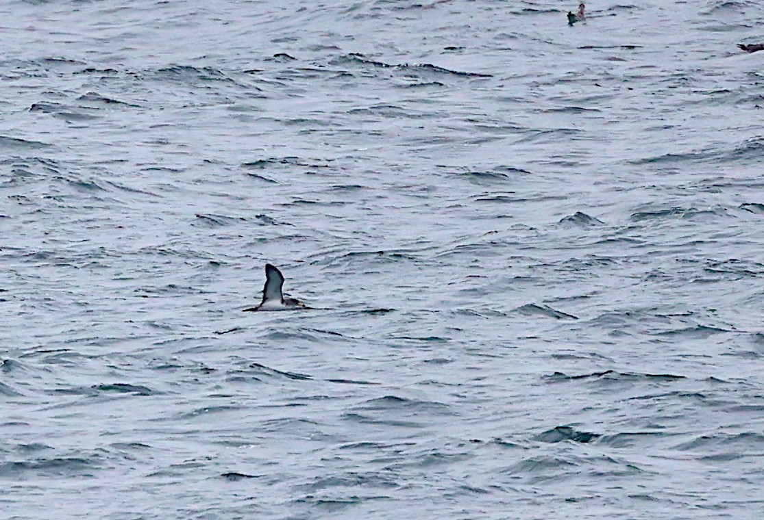Cory's Shearwater - ML642872643