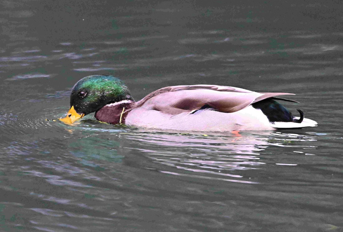 Mallard - ML642872644