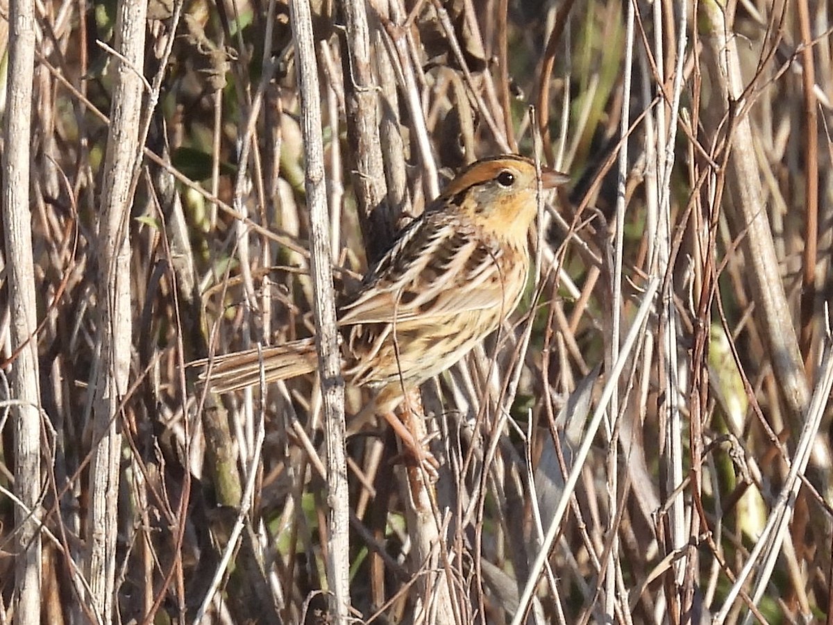 LeConte's Sparrow - ML642872645