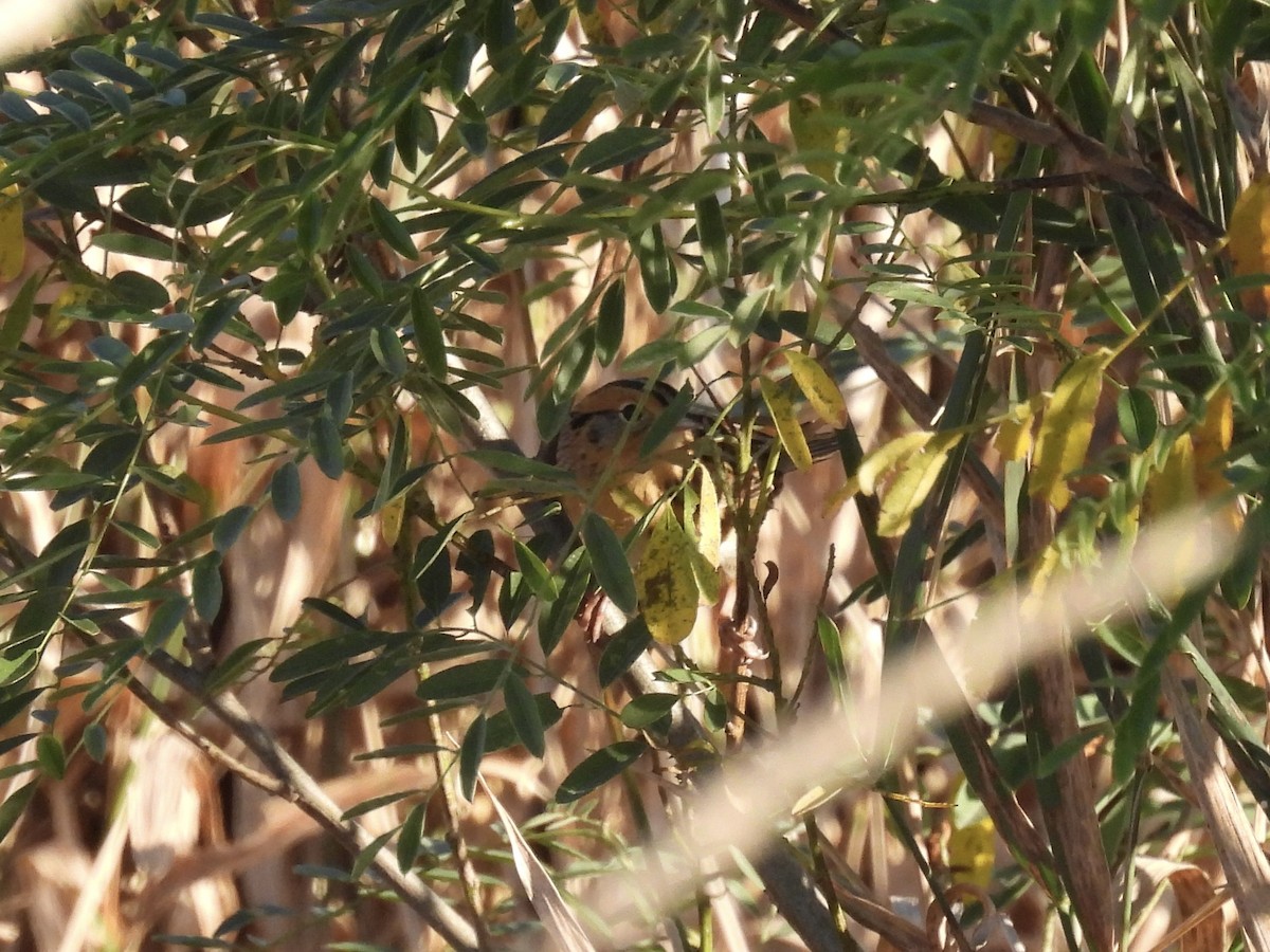 LeConte's Sparrow - ML642872646