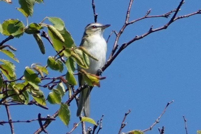 Red-eyed Vireo - ML642872647