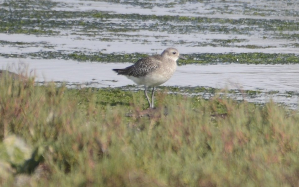 Black-bellied Plover - ML642872648