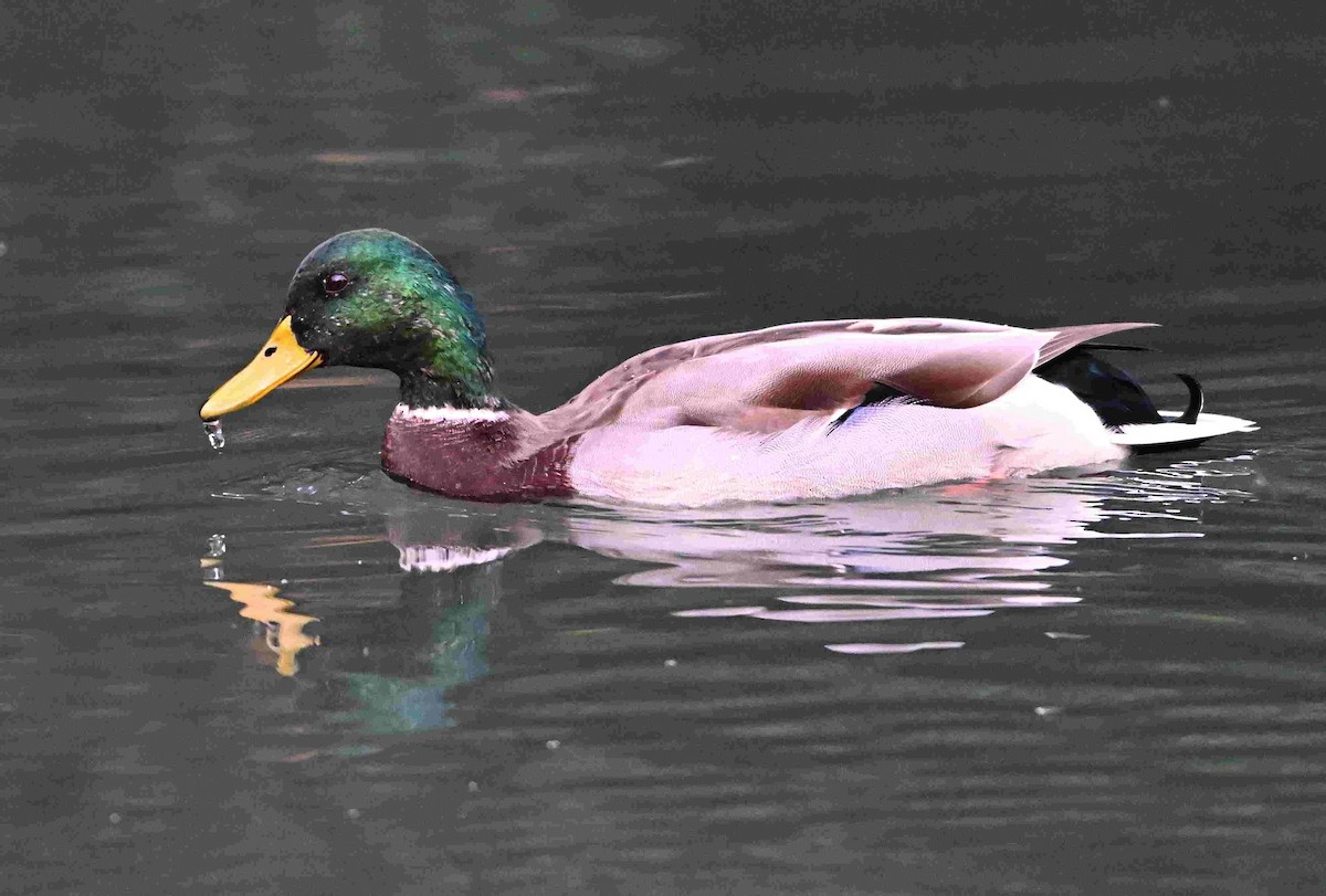 Mallard - ML642872649