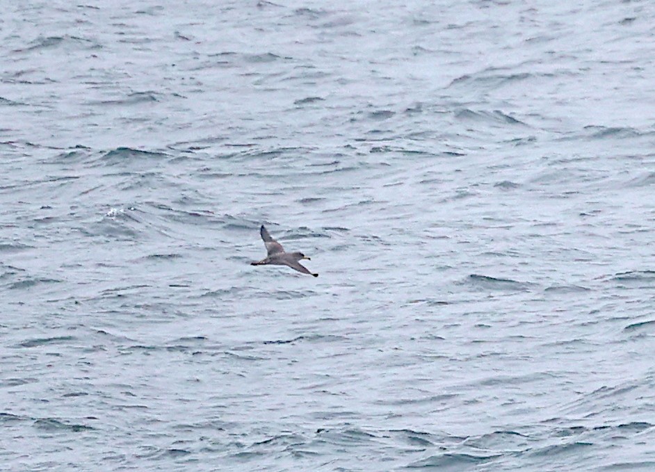 Cory's Shearwater - ML642872650