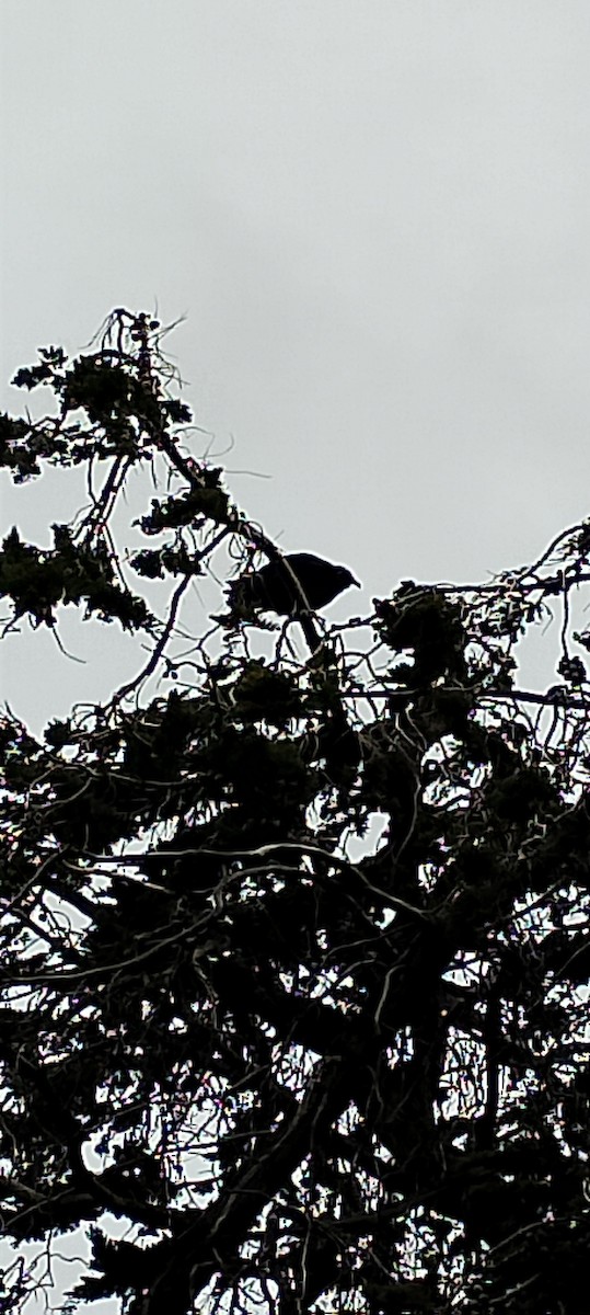 Black Vulture - ML642872651