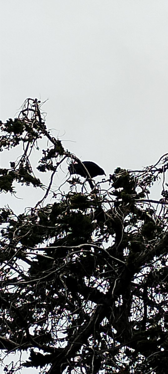 Black Vulture - ML642872652