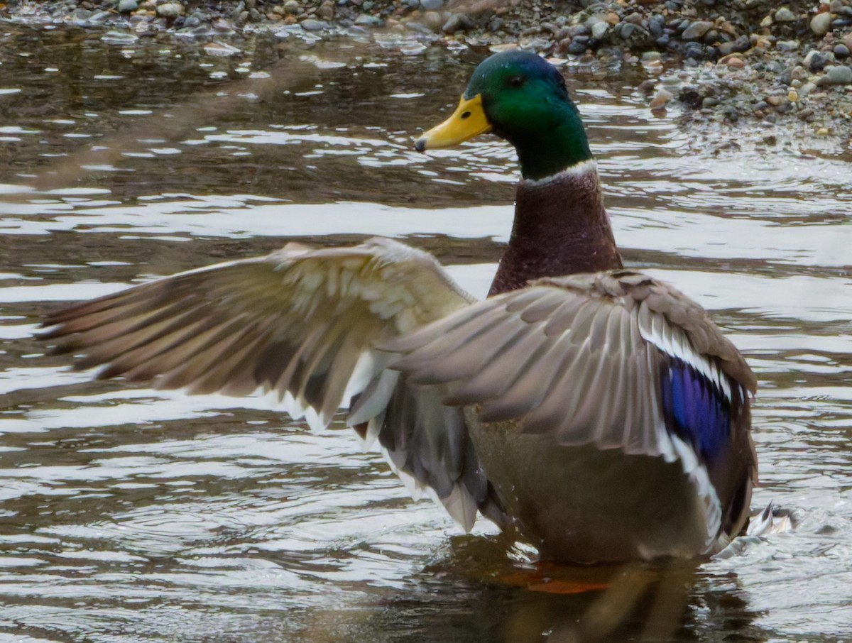 Mallard - ML642872654