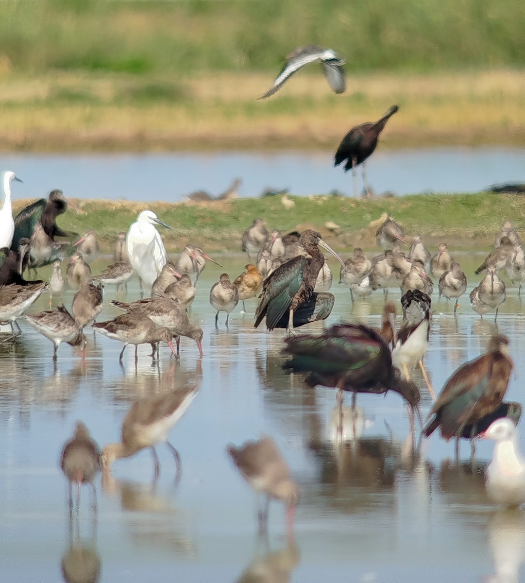 Black-tailed Godwit (Icelandic) - ML642872659
