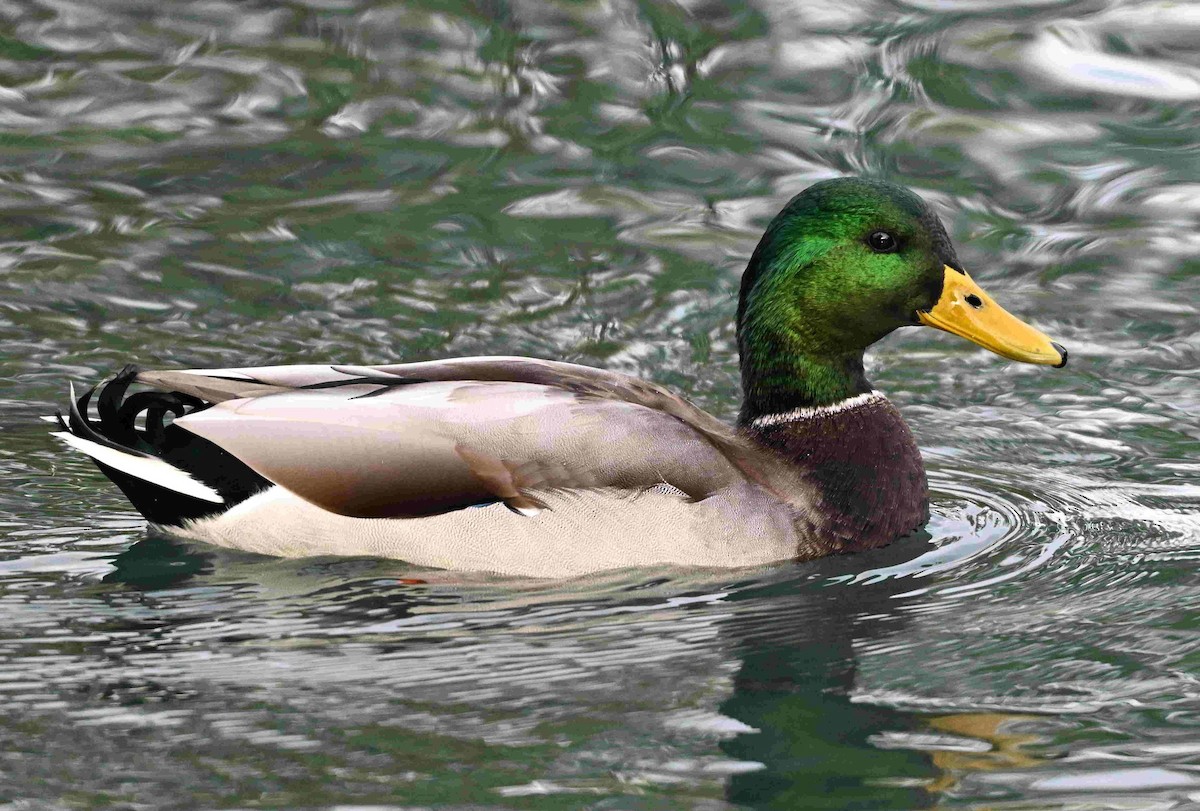 Mallard - ML642872684