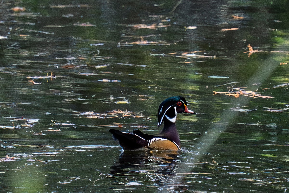 Canard branchu - ML642872687