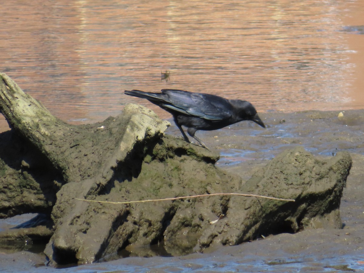 Fish Crow - ML642872689
