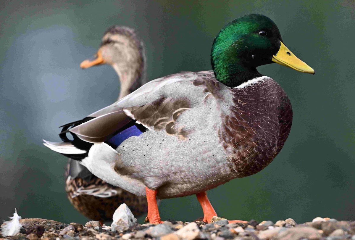 Mallard - ML642872692