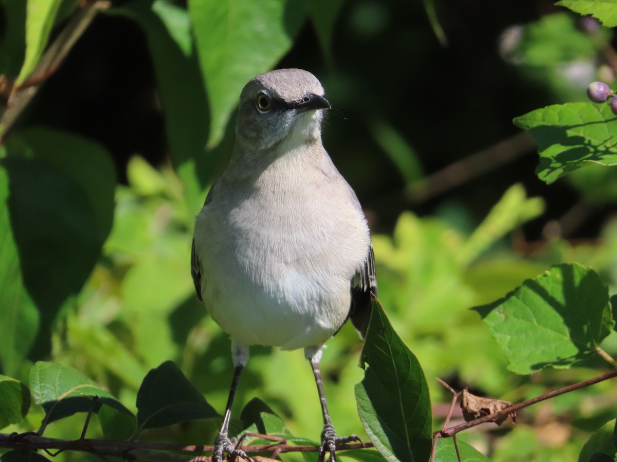 Northern Mockingbird - ML642872697
