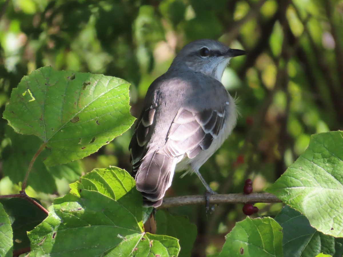 Northern Mockingbird - ML642872698