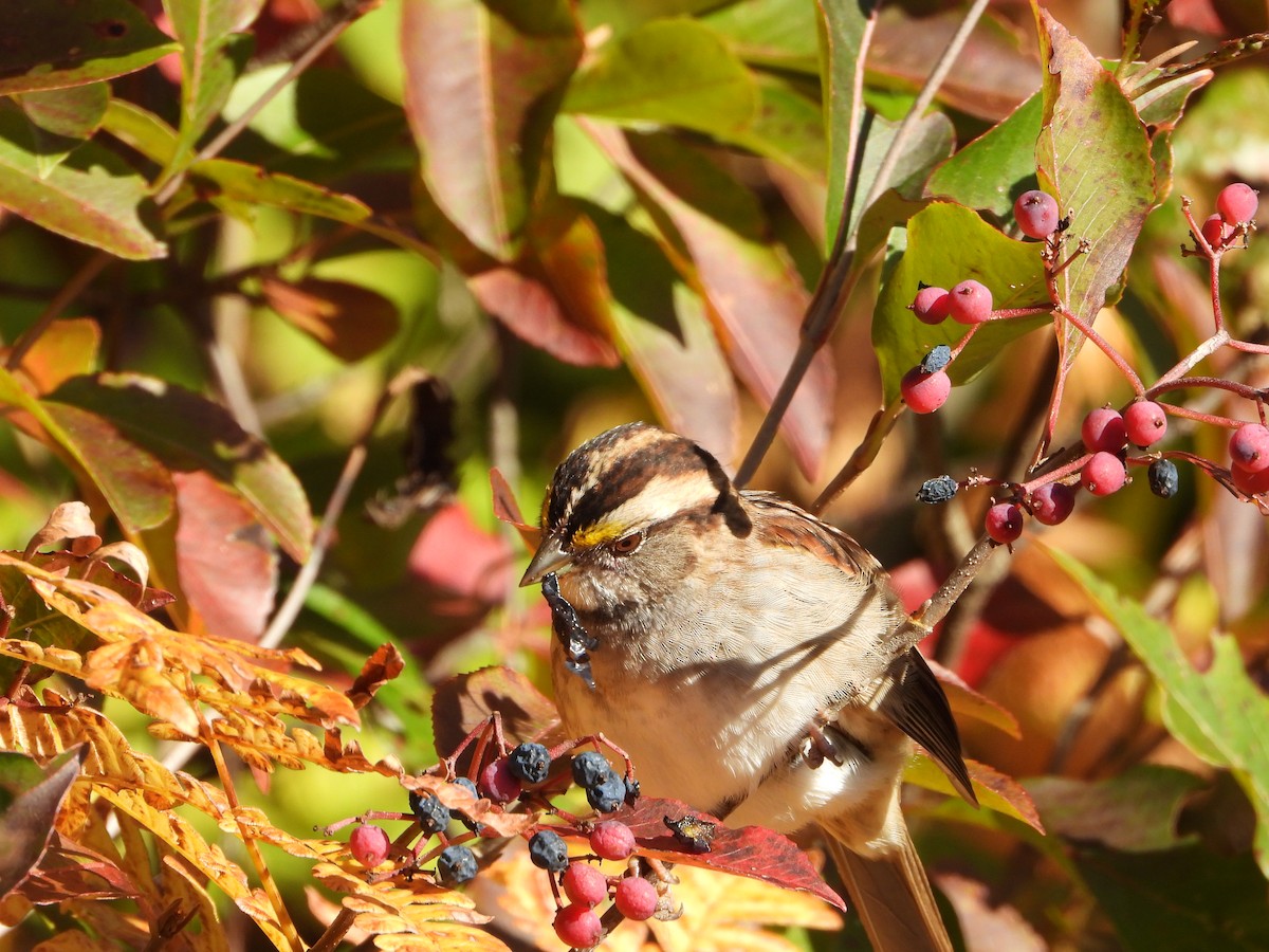 White-throated Sparrow - ML642872699