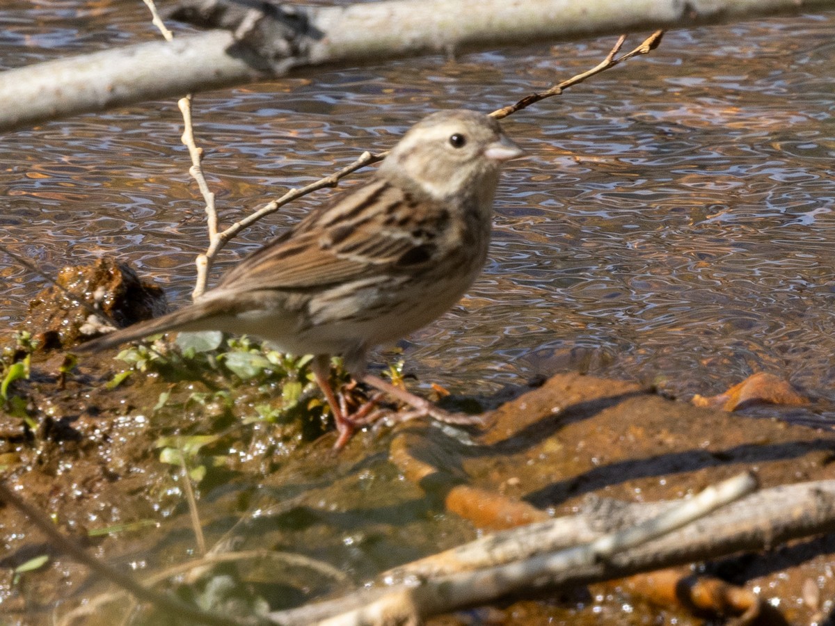 Black-faced Bunting - ML642872700