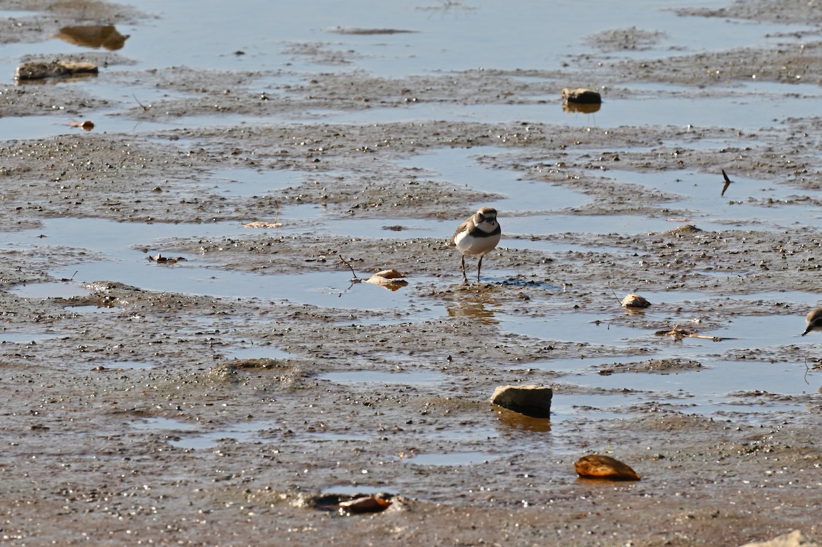 Semipalmated Plover - ML642872702