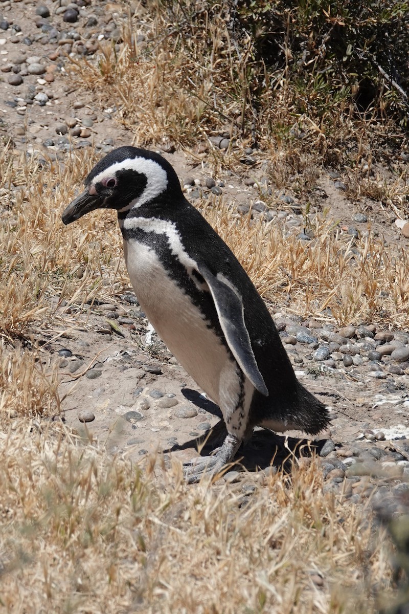 Magellanic Penguin - ML642872703