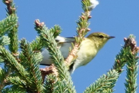 Blackpoll Warbler - ML642872704