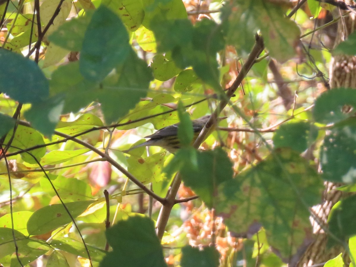 Magnolia Warbler - ML642872705