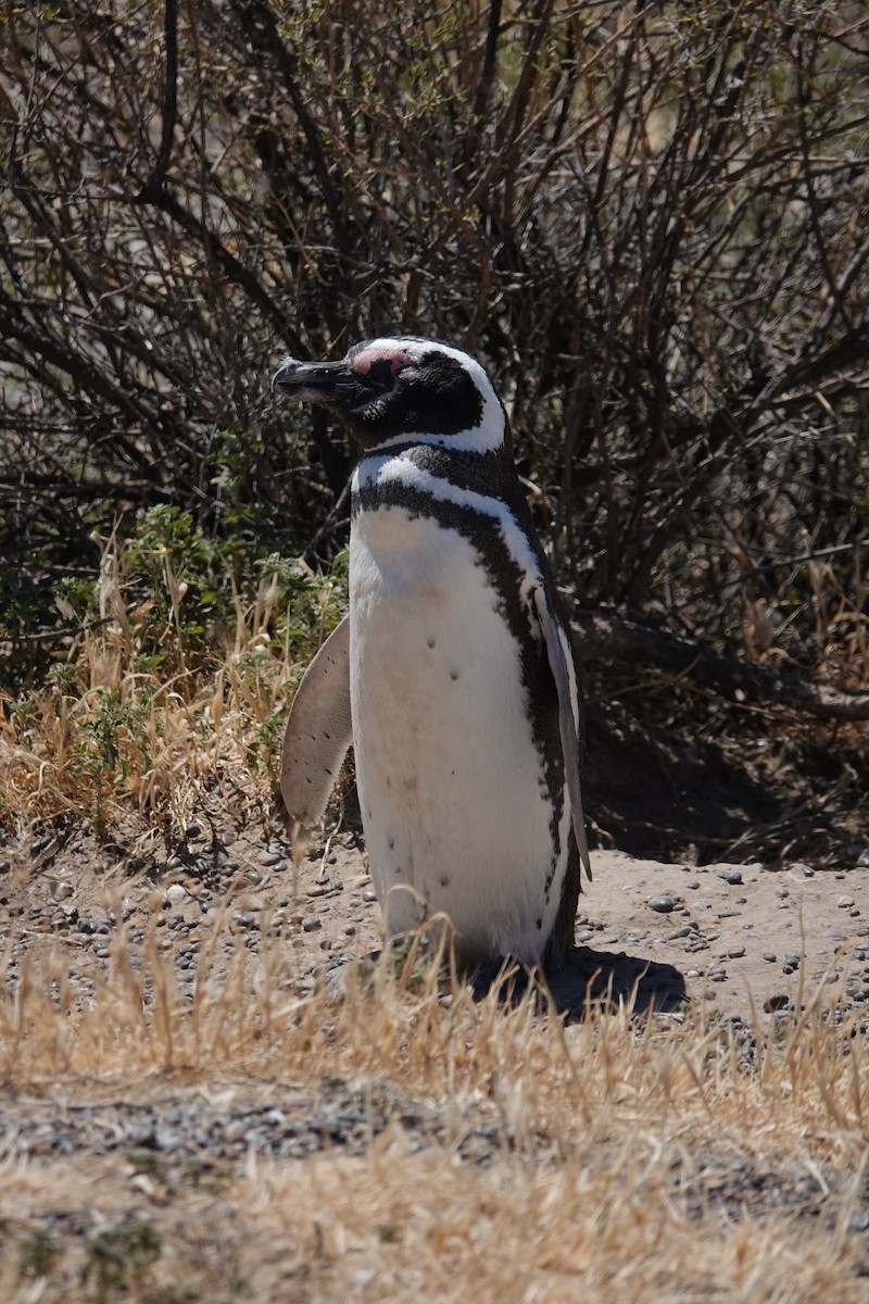 Magellanic Penguin - ML642872706
