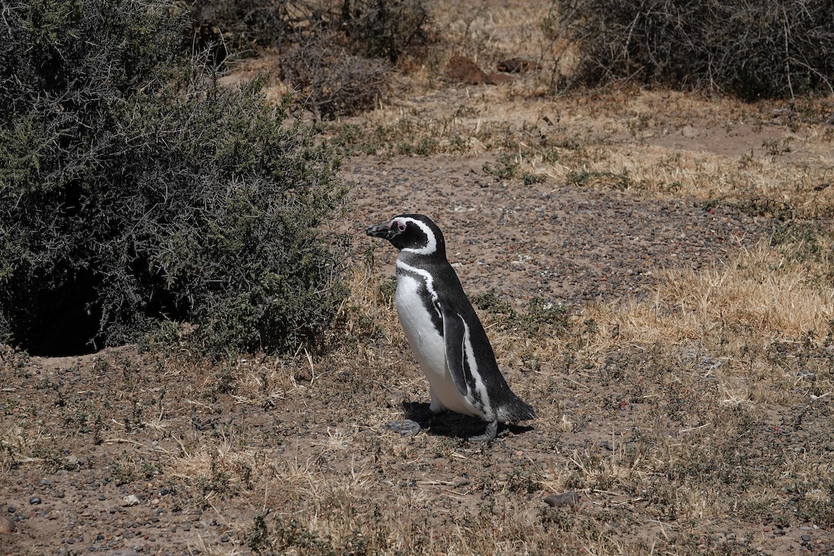 Magellanic Penguin - ML642872709