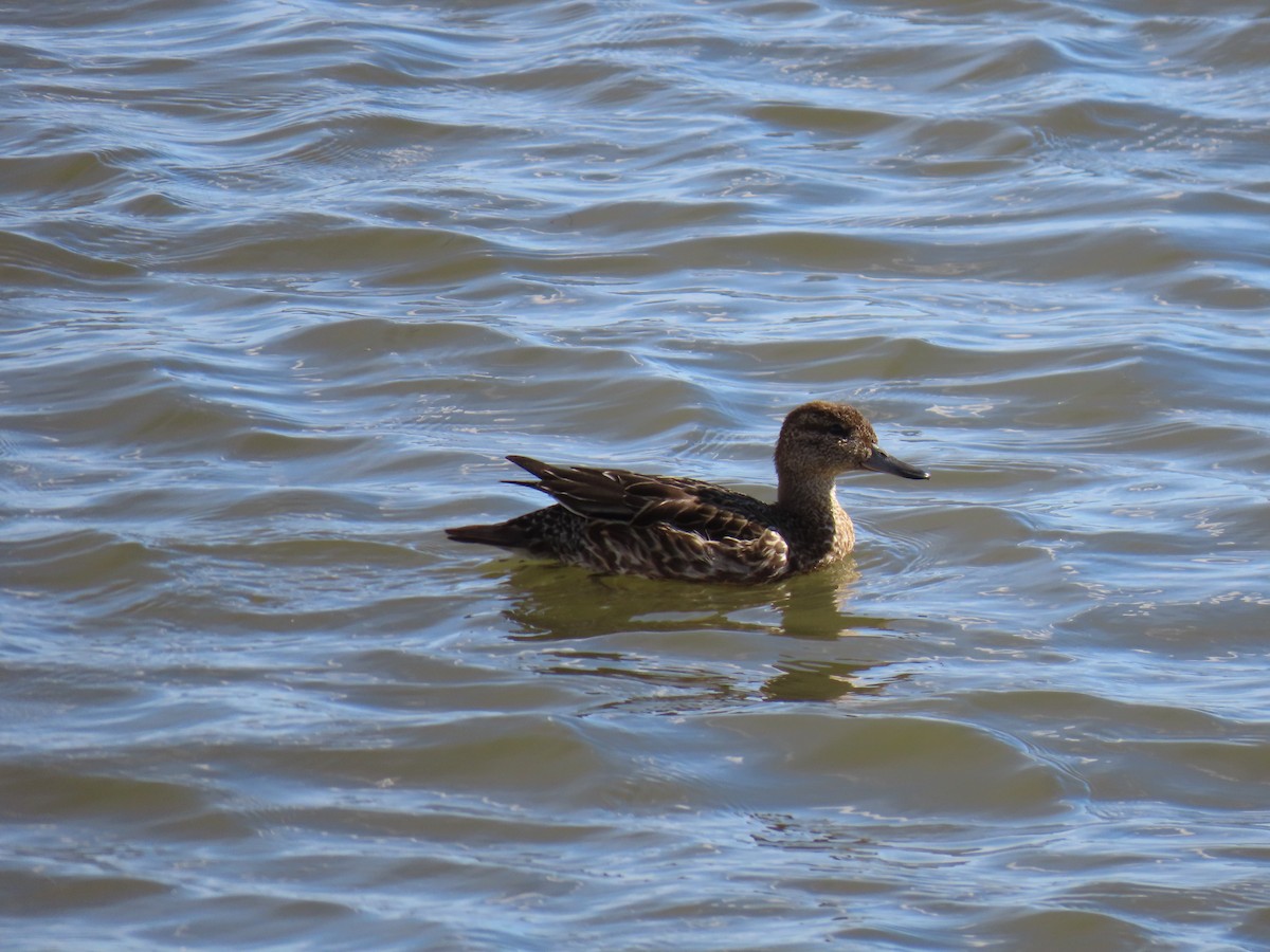 Green-winged Teal - ML642872710