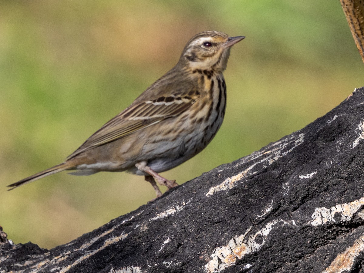 Olive-backed Pipit - ML642872711