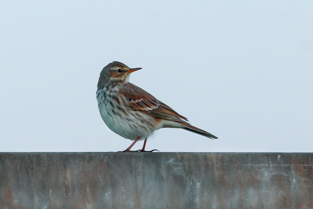 Water Pipit - ML642872712