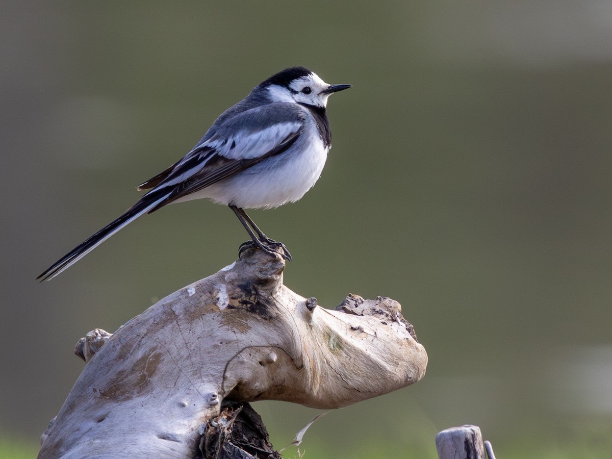 White Wagtail (Transbaikalian) - ML642872713