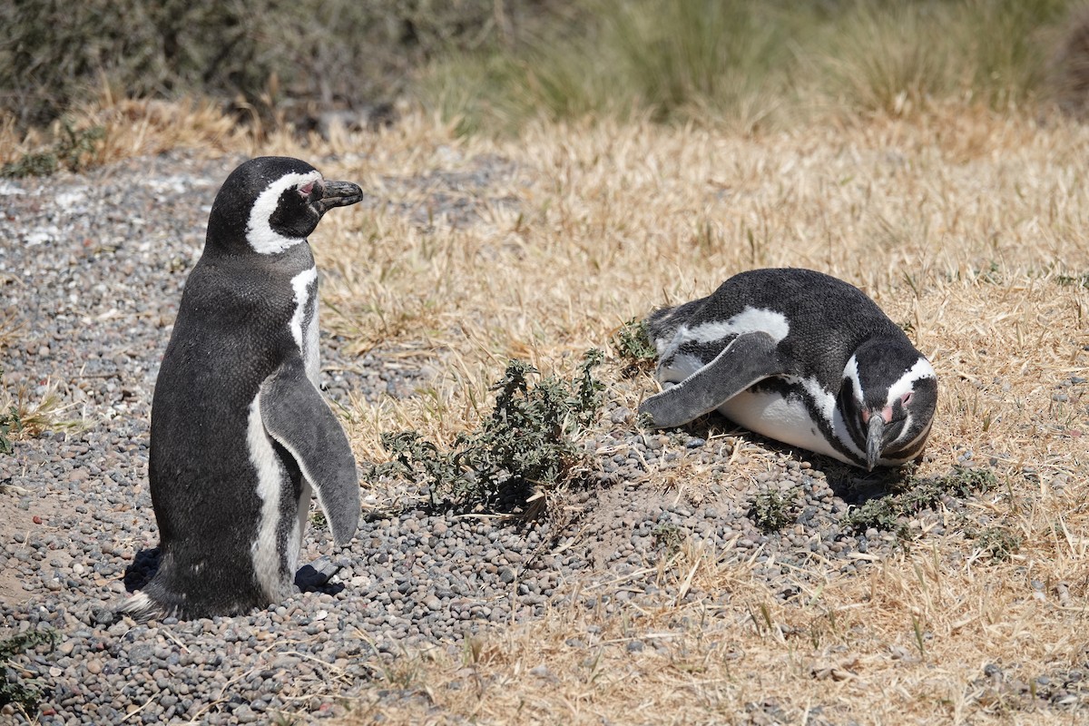 Magellanic Penguin - ML642872714