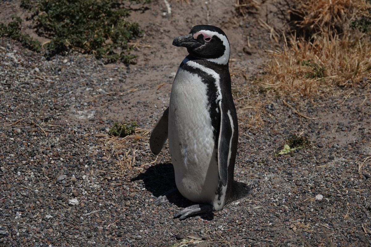 Magellanic Penguin - ML642872715
