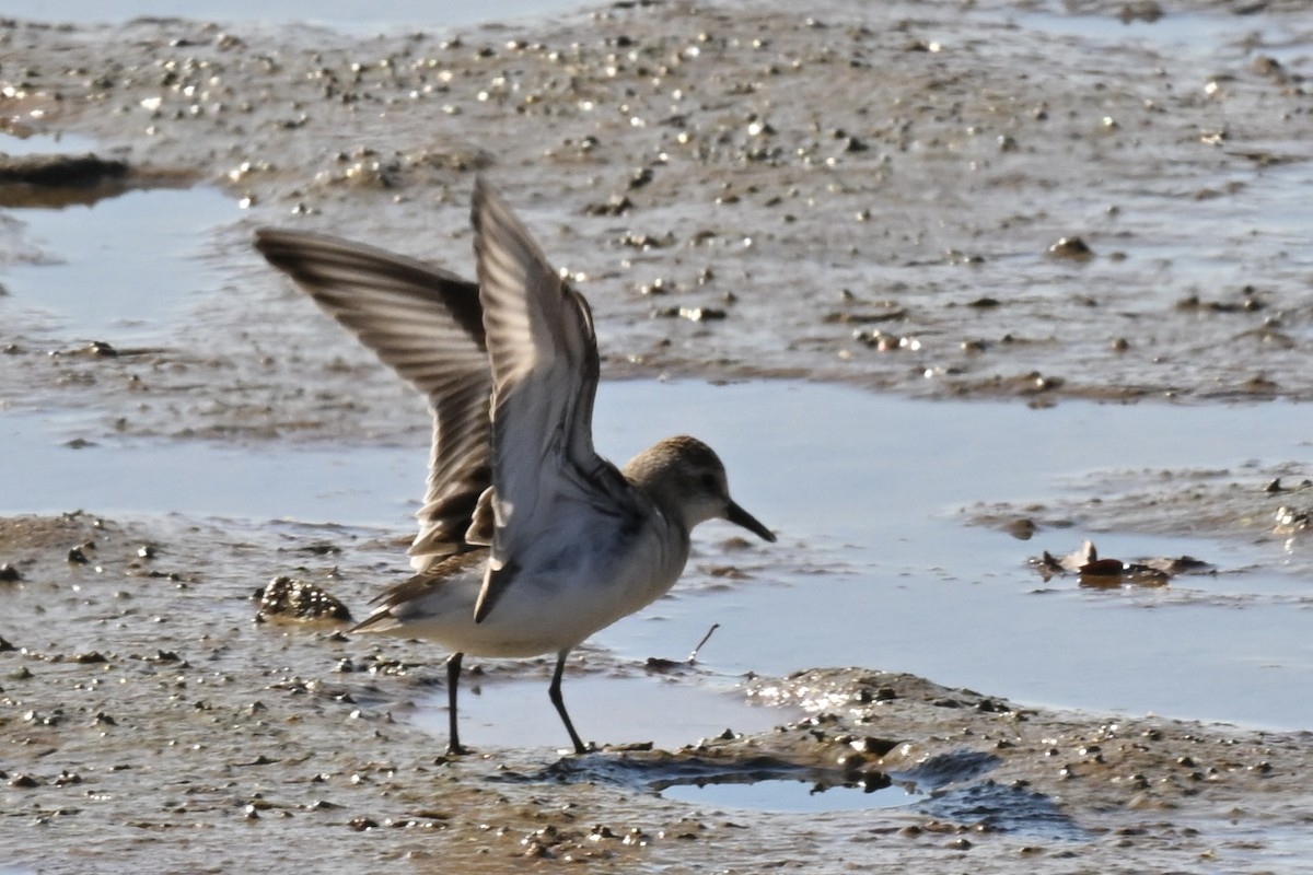 Semipalmated Sandpiper - ML642872716