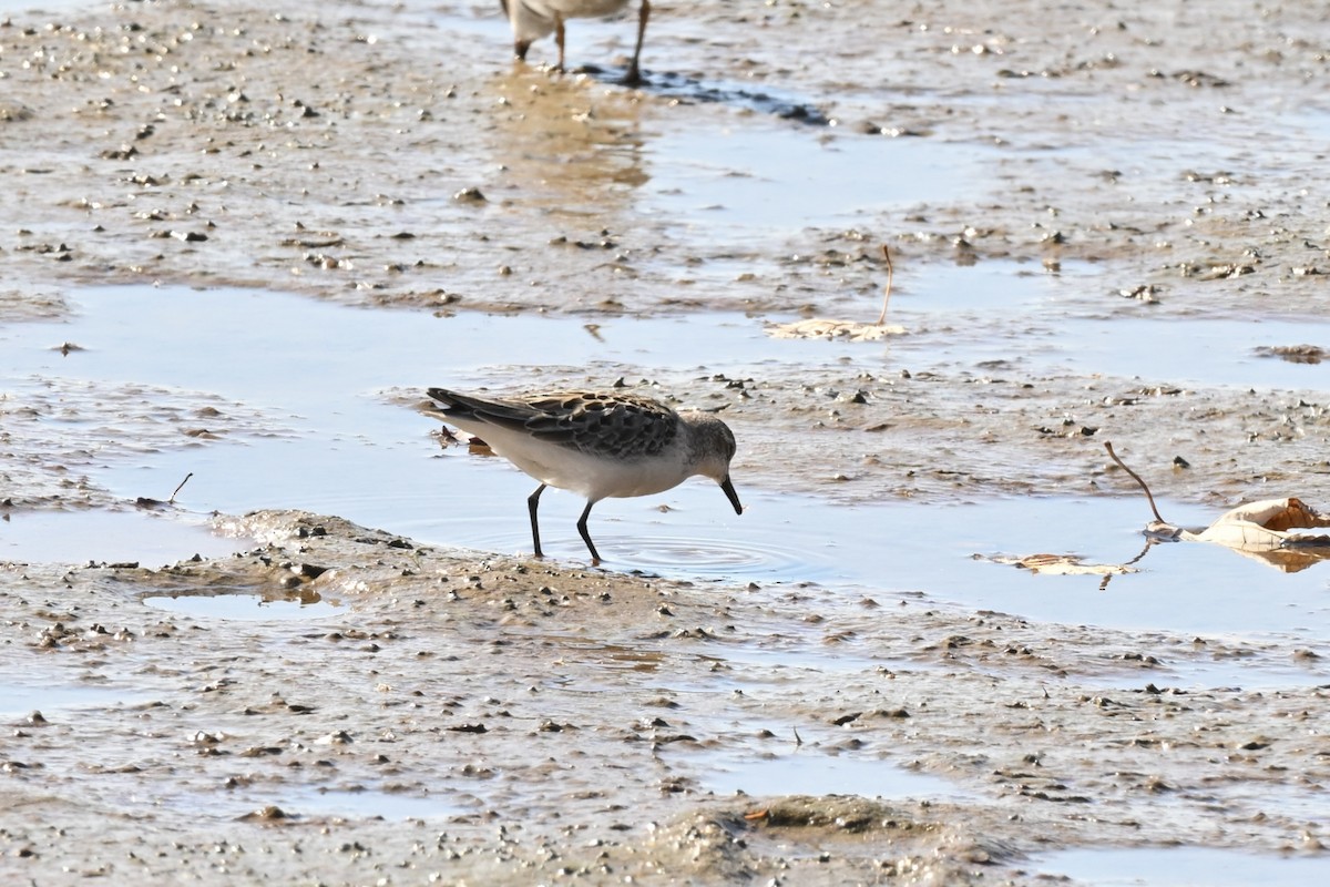Semipalmated Sandpiper - ML642872717