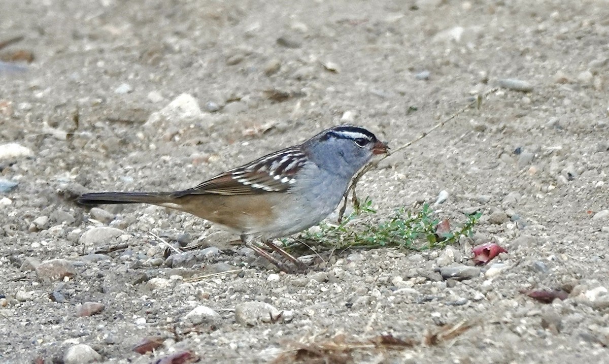 White-crowned Sparrow - ML642872718