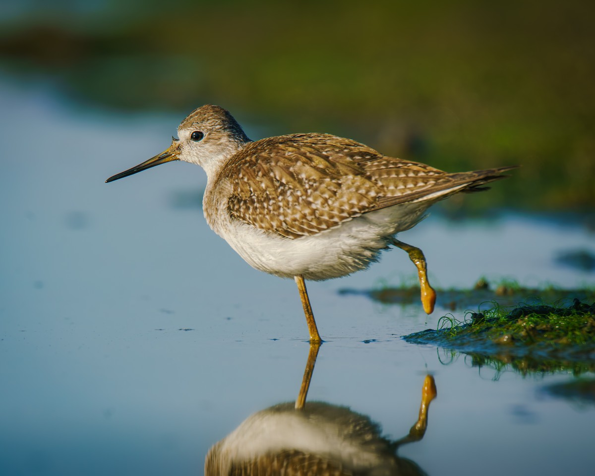 Lesser Yellowlegs - ML642872719