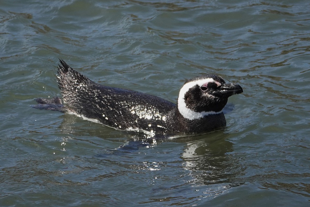 Magellanic Penguin - ML642872721