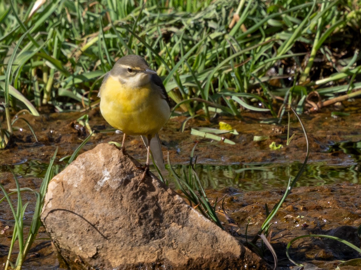 Gray Wagtail - ML642872722