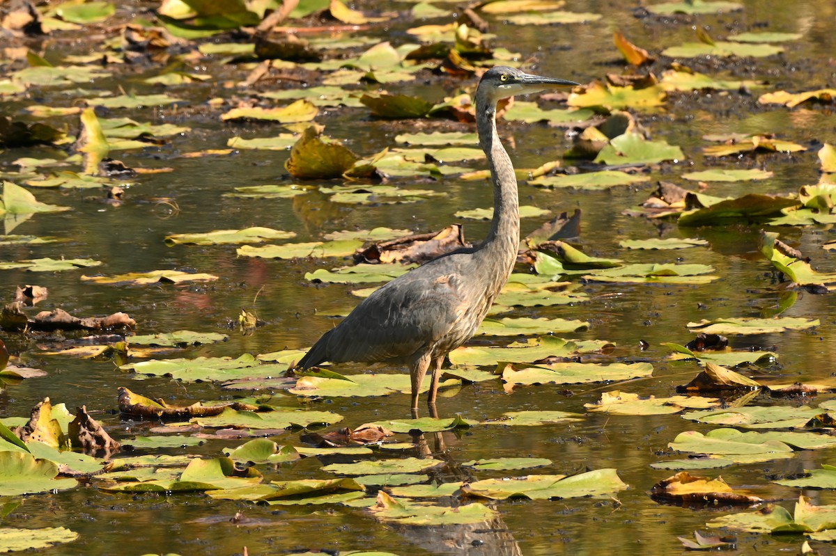 Great Blue Heron - ML642872729