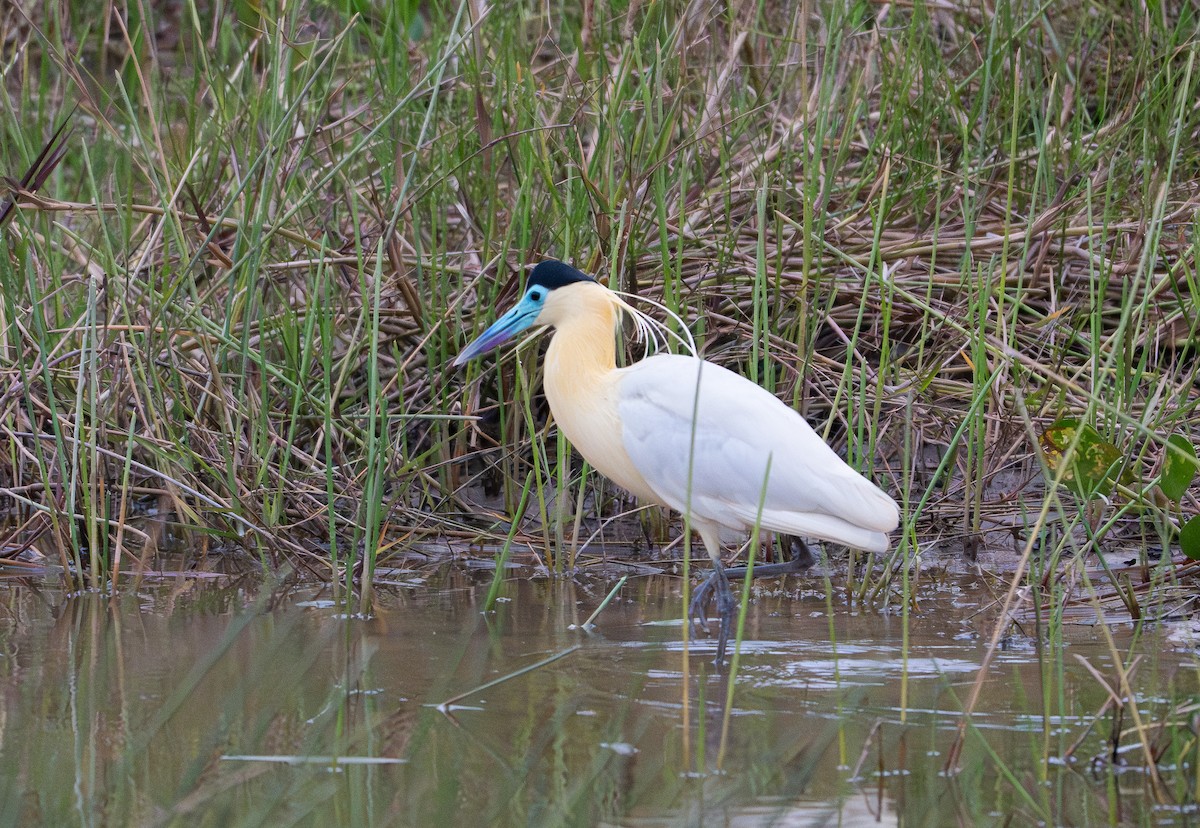 Capped Heron - ML642872732