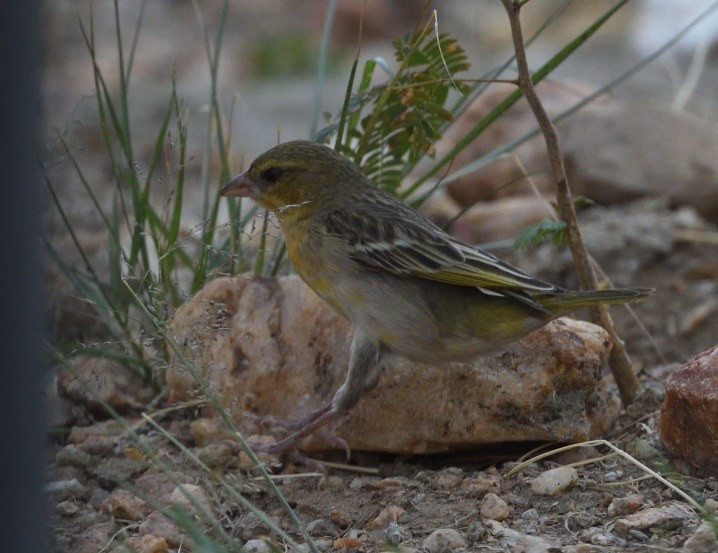Southern Masked-Weaver - ML642872739