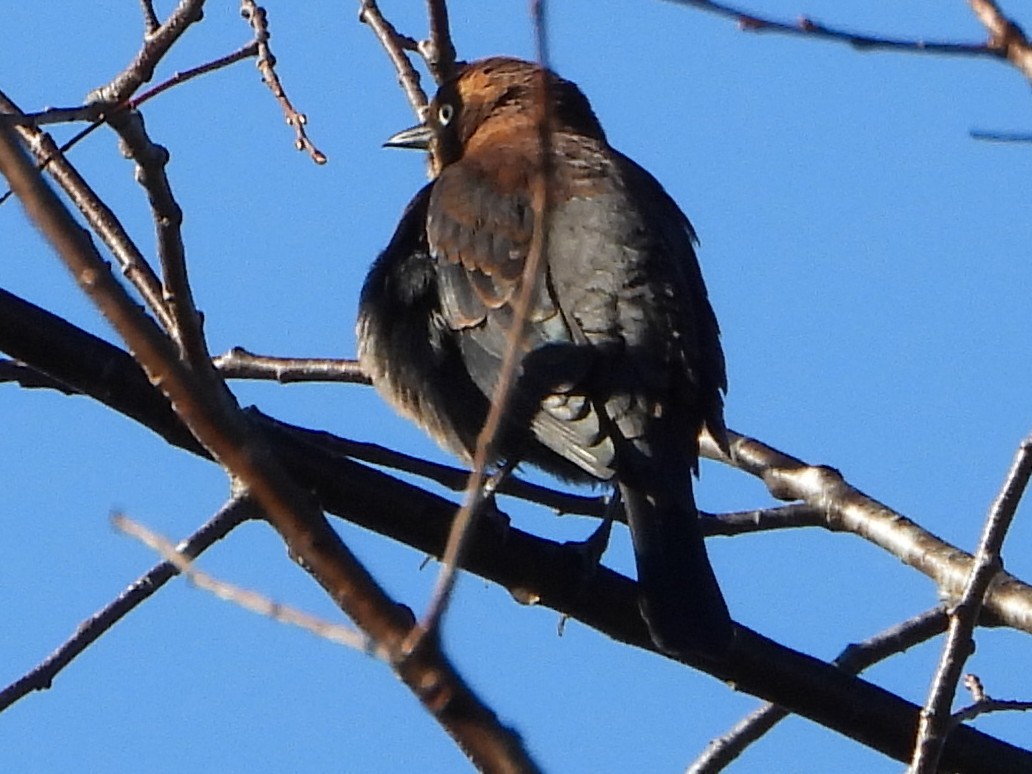 Rusty Blackbird - ML642872740