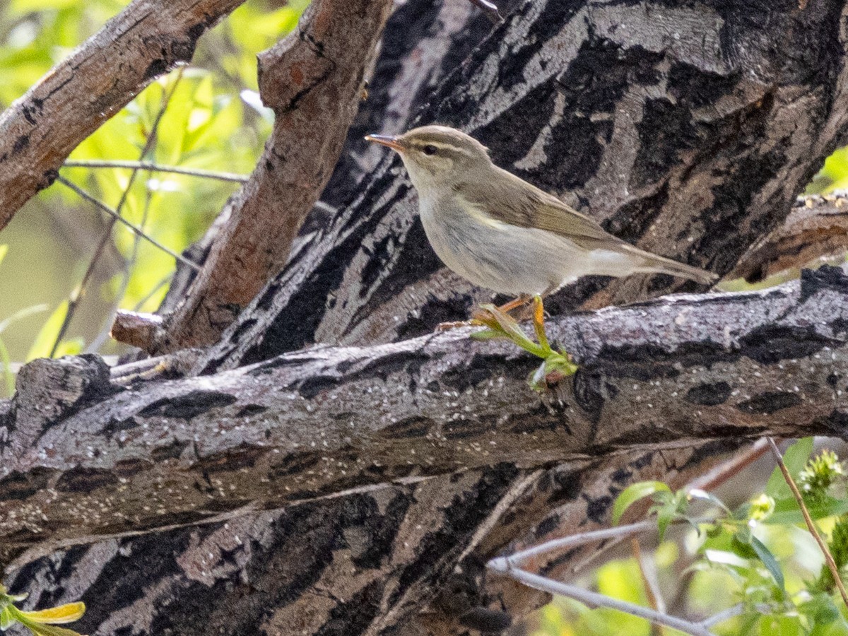 Arctic Warbler - ML642872751