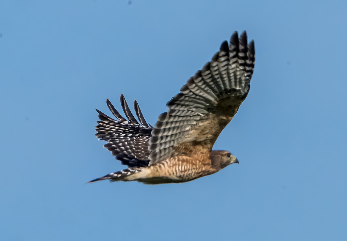 Buse à épaulettes (groupe lineatus) - ML642872753